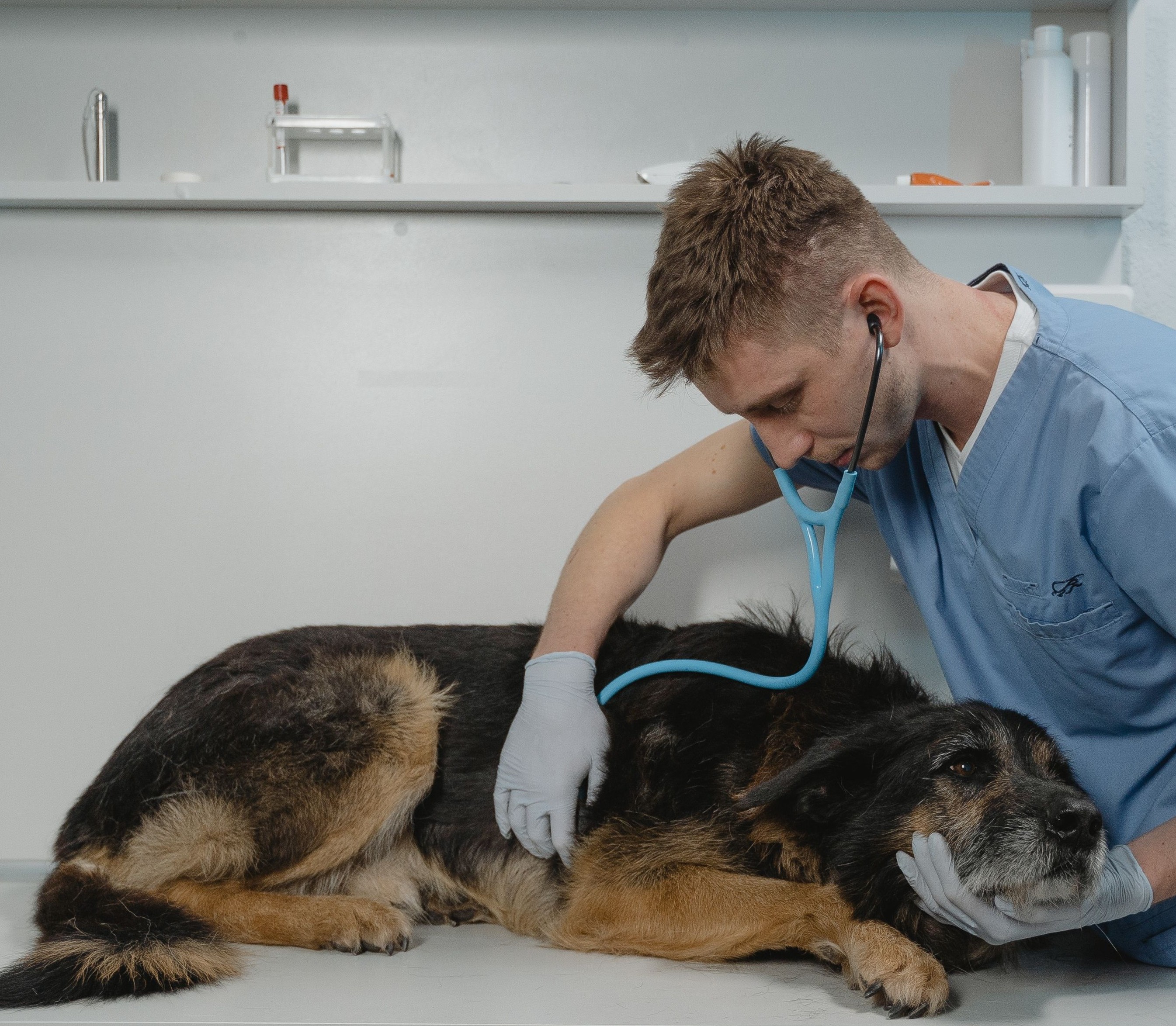 Veterinaria